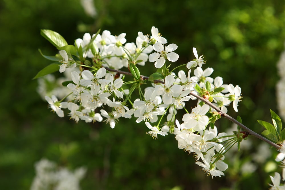 Flowering of sour cherry tree
