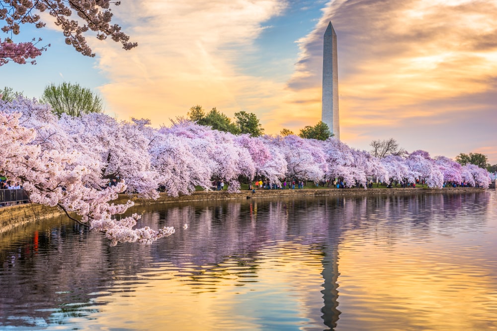 Line of cherry trees at the side of a river