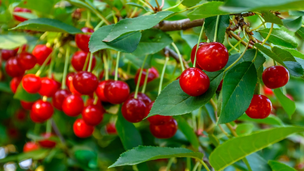Morello Cherry tree (Prunus cerasus, ‘Morello’)