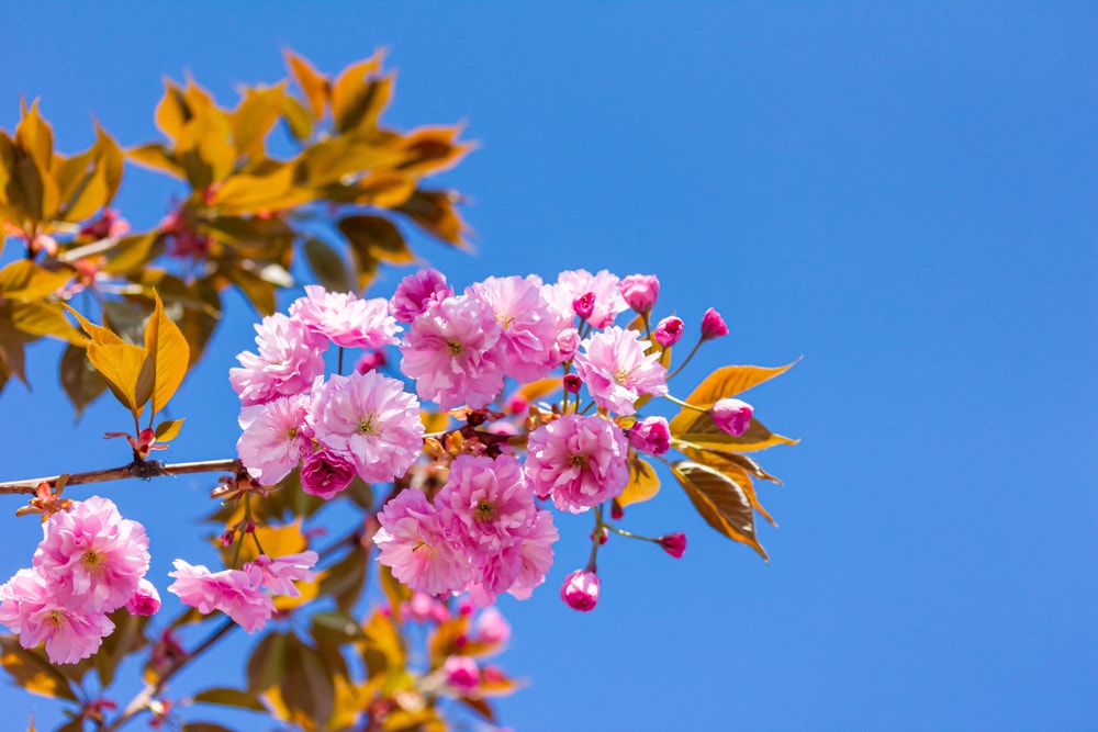 Kanzan (Prunus serrulata ‘Kanzan’) from a cherry tree
