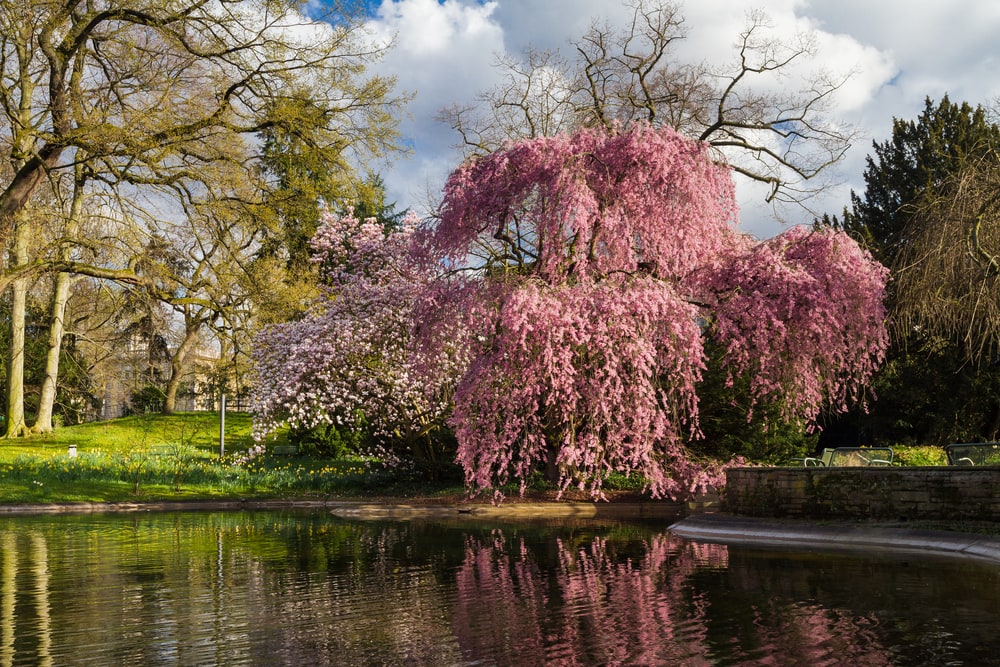 Weeping Cherry tree