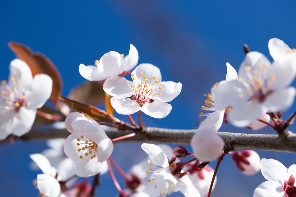 Close up photo to the branch of cherry tree