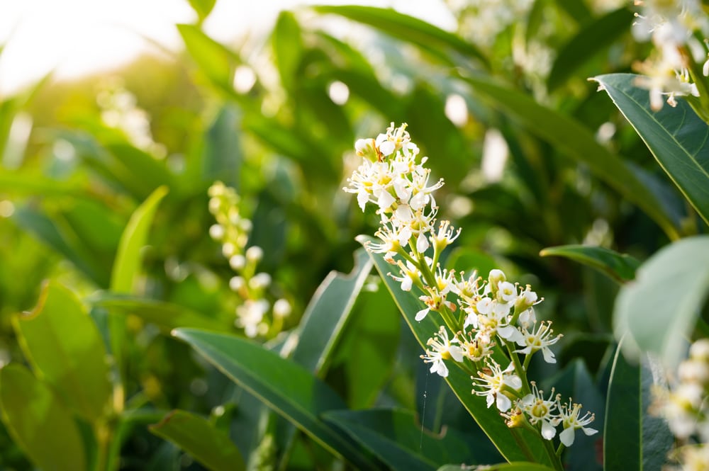 Cherry Laurel tree (Prunus laurocerasus)
