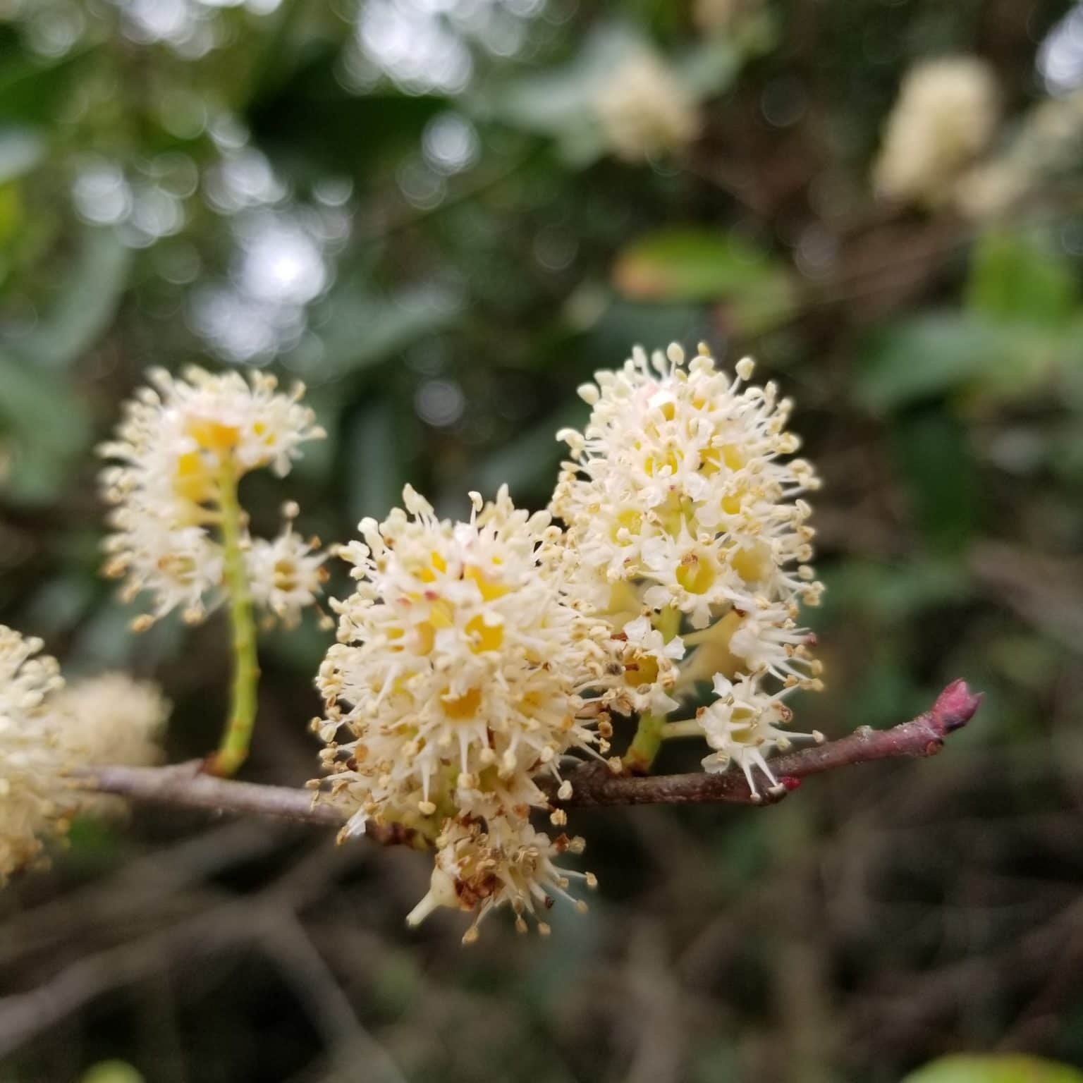 Carolina Cherry Laurel tree (Prunus caroliniana)