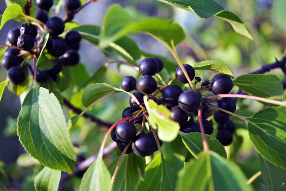 Drupes of Bird Cherry tree (Prunus padus)