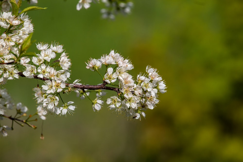 Flowers of Pin Cherry Tree (Prunus pensylvanica)