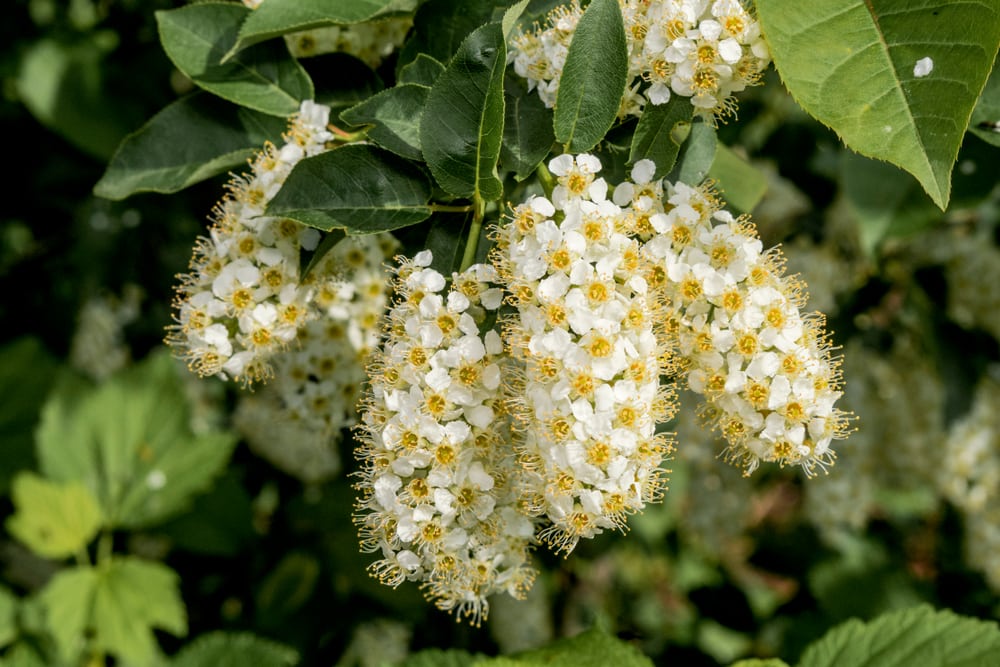 Chokecherry tree (Prunus virginiana)
