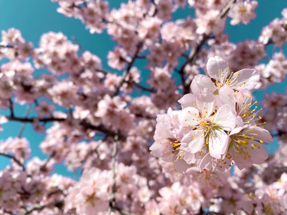 Close up photo of pink flower of cherry blossom