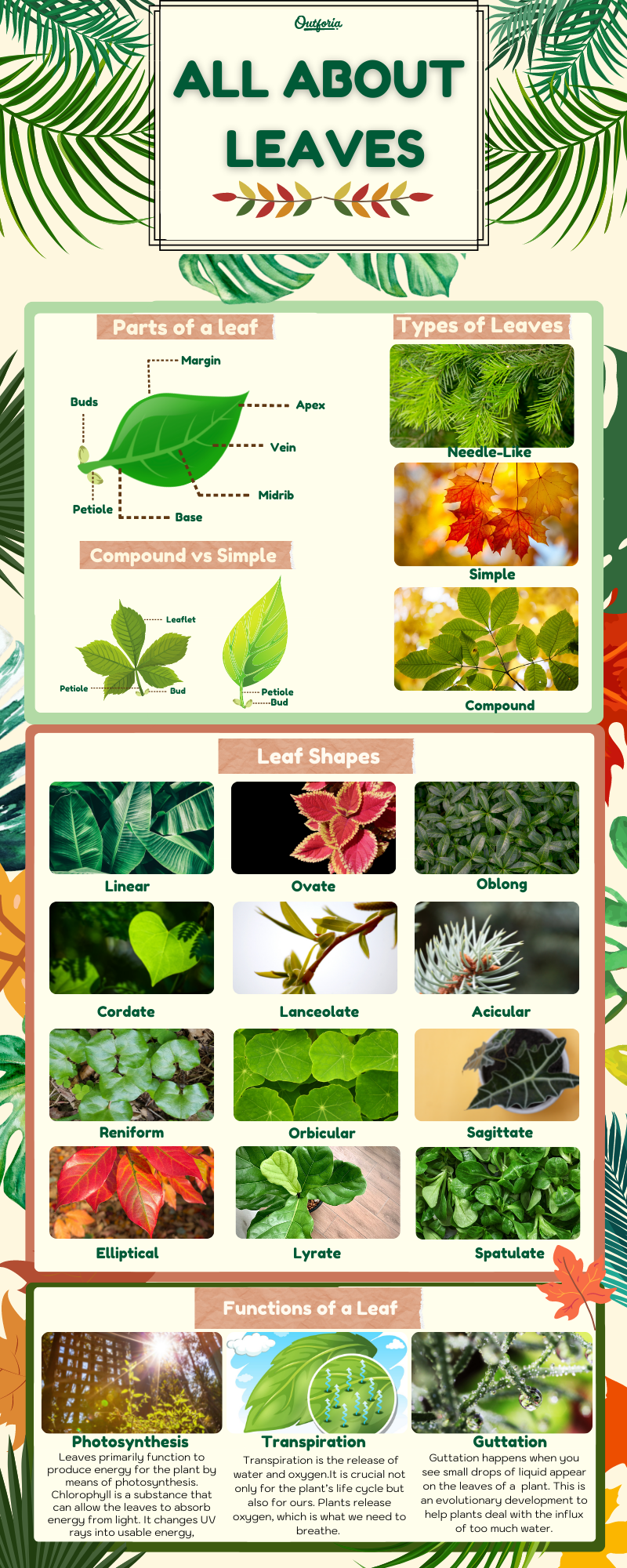 types of leaves chart with information about parts of a leaf, leaf shapes and functions of a leaf
