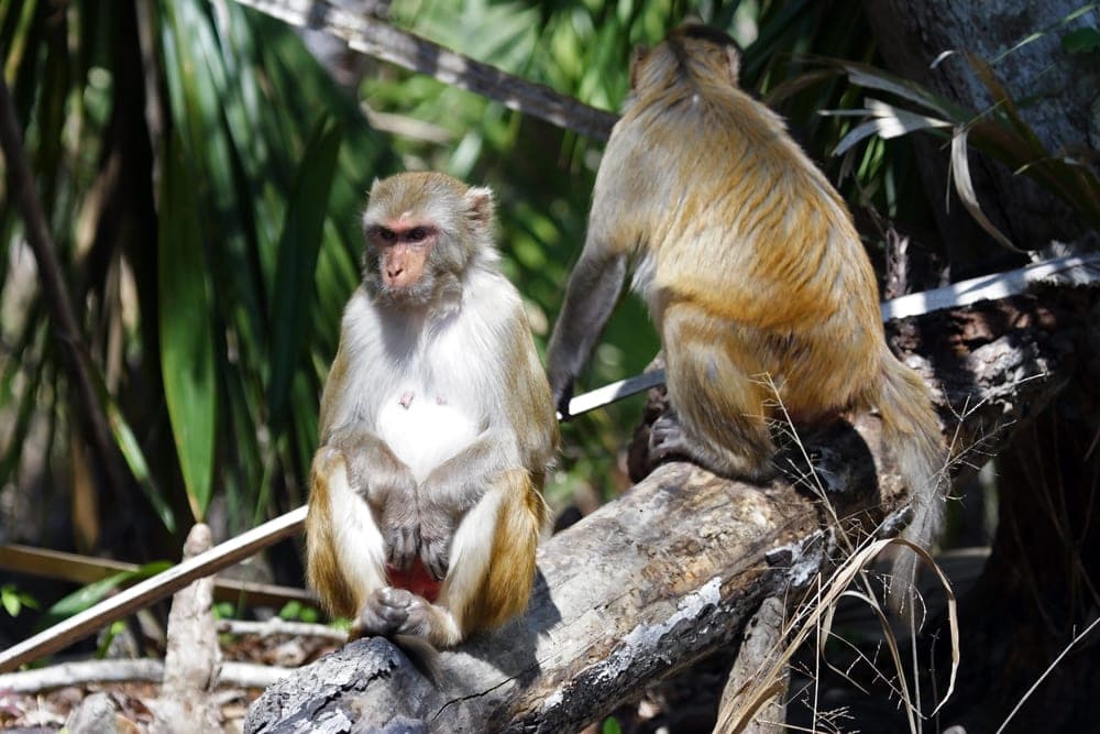 Two monkeys sitting on a branch of tree
