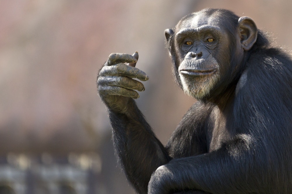 Chimpanzees in Florida