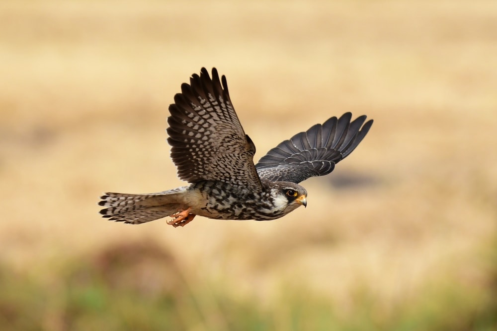 Image of  Amur Falcon or falco amurensis during flight