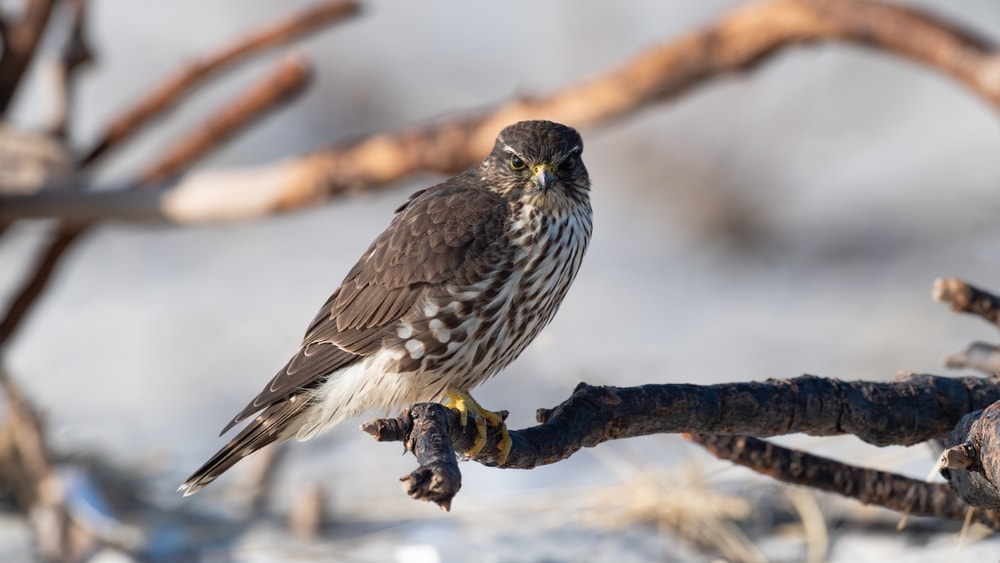 Merlin falcon species or Falco columbarius) perched on a tree branch