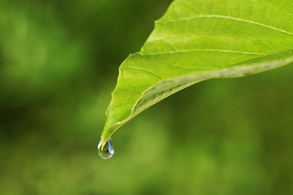 water droplet on the leaf apex