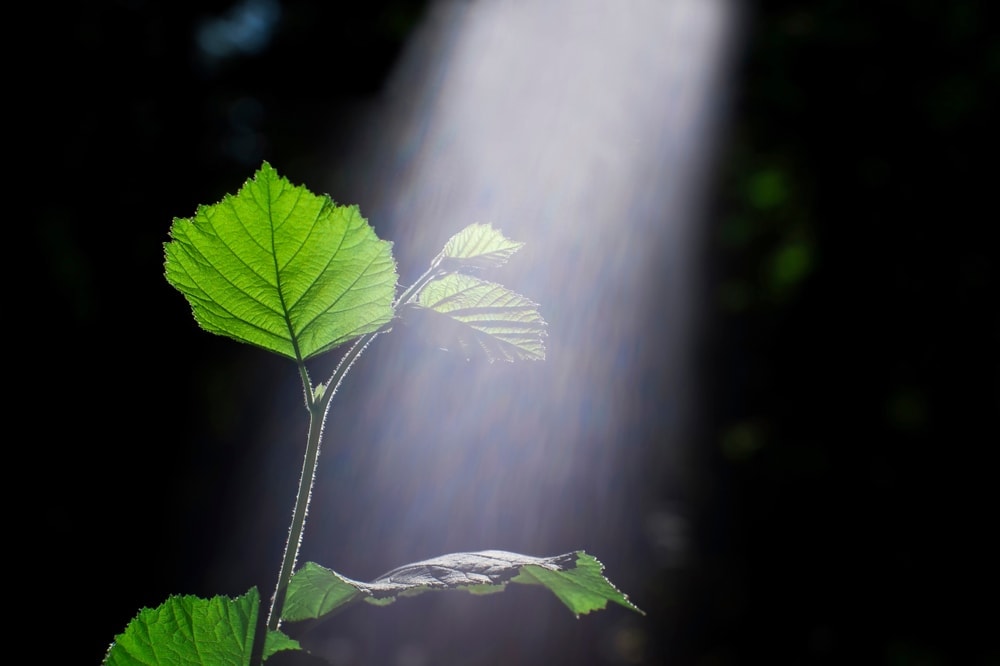 young leaves illuminated by the sun