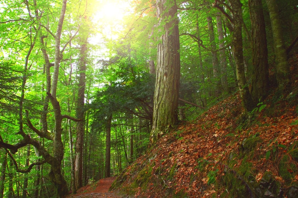 Scenic tree trunks in a temperate forest ecosystem in Mount Olympus, Greece