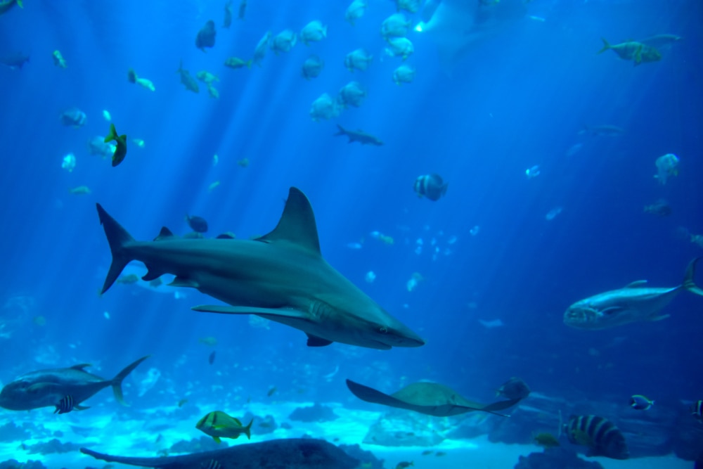 shark and other fish species swimming in an oceanic ecosystem