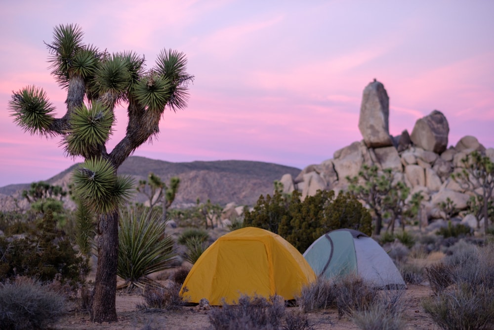 things to do in joshua tree, camping tents at Joshua Tree national park