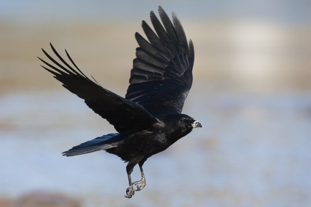 one of the biggest birds of Pennsylvania, thee American crow or Corvus brachyrhynchos during flight