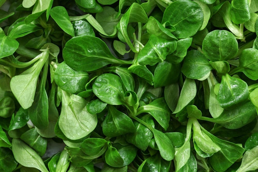 spatulate leaves of common corn salad plant 