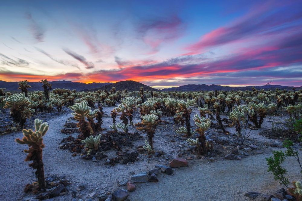 Cholla Cactus Garden in Joshua Tree National Park at sunset. In this national park, the Mojave desert and the Colorado desert ecosystems come together.