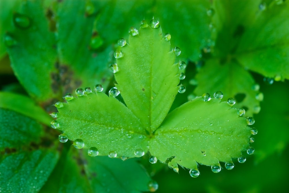 Guttation on leaves of wild strawberry