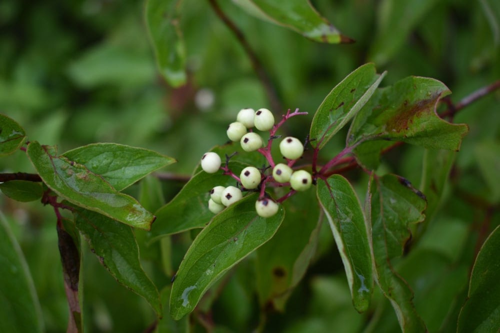 Cuneate Leaves and berries from a gray dogwood tree
