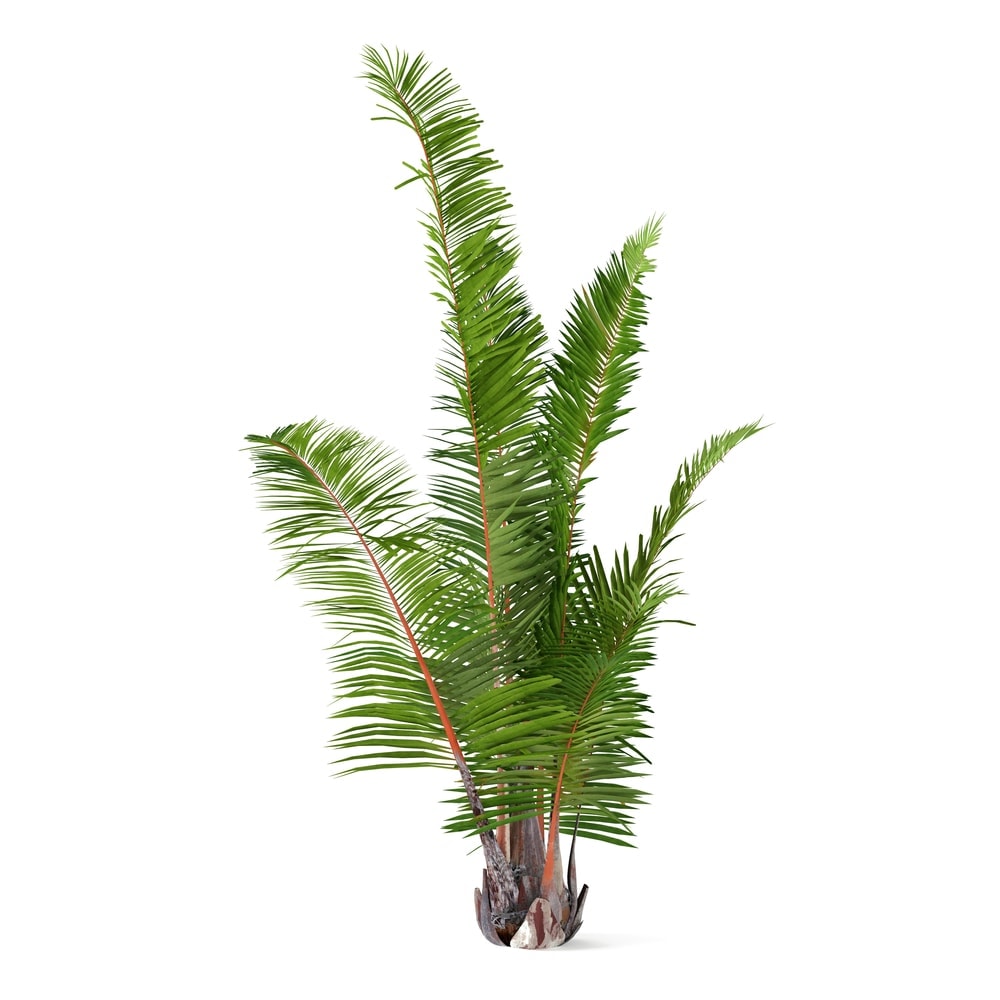 image of raphia farinifera palm on a white background
