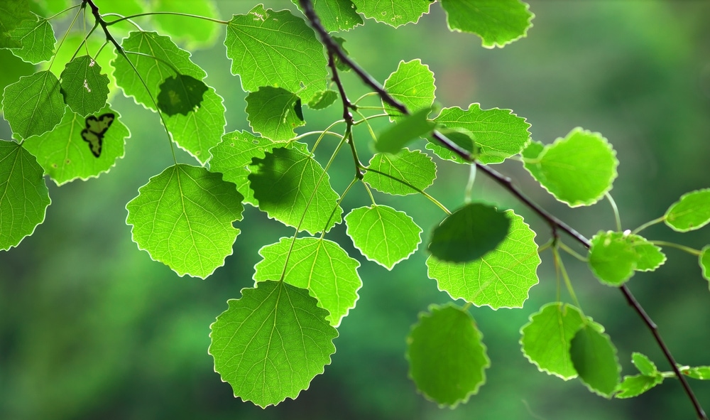 orbicular leaf types from an aspen tree