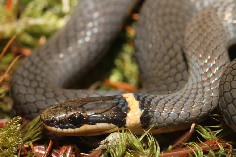 Ring-necked snake moving across leaf litter