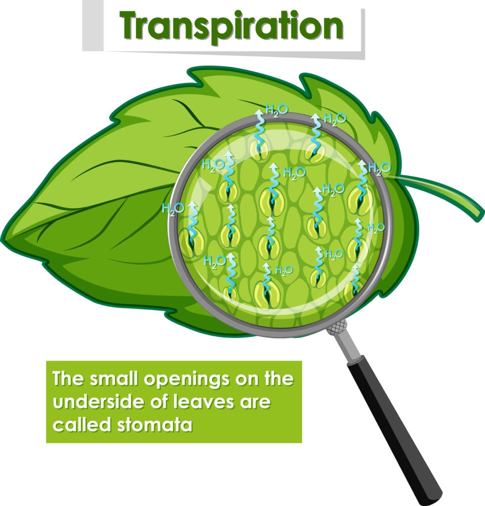 Image of transpiration in leaves