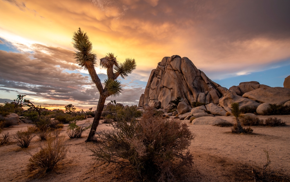 Joshua Tree National Park in California during a cloudy sunset