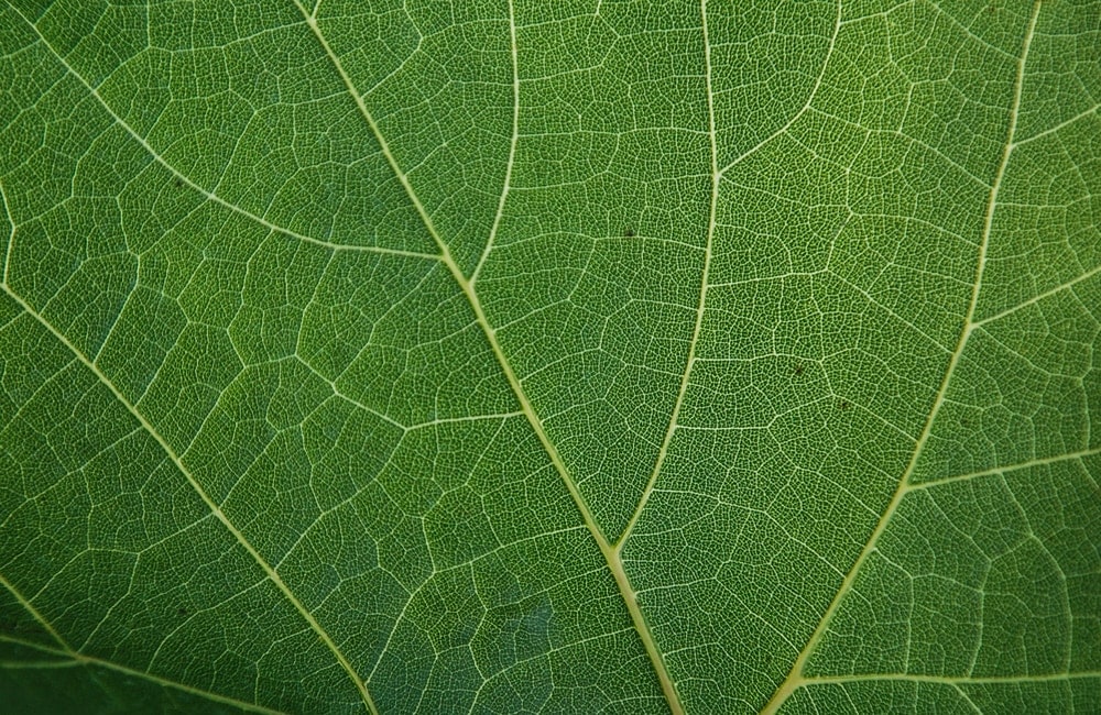 Macro shot of a green leaf showing the leaf's veins