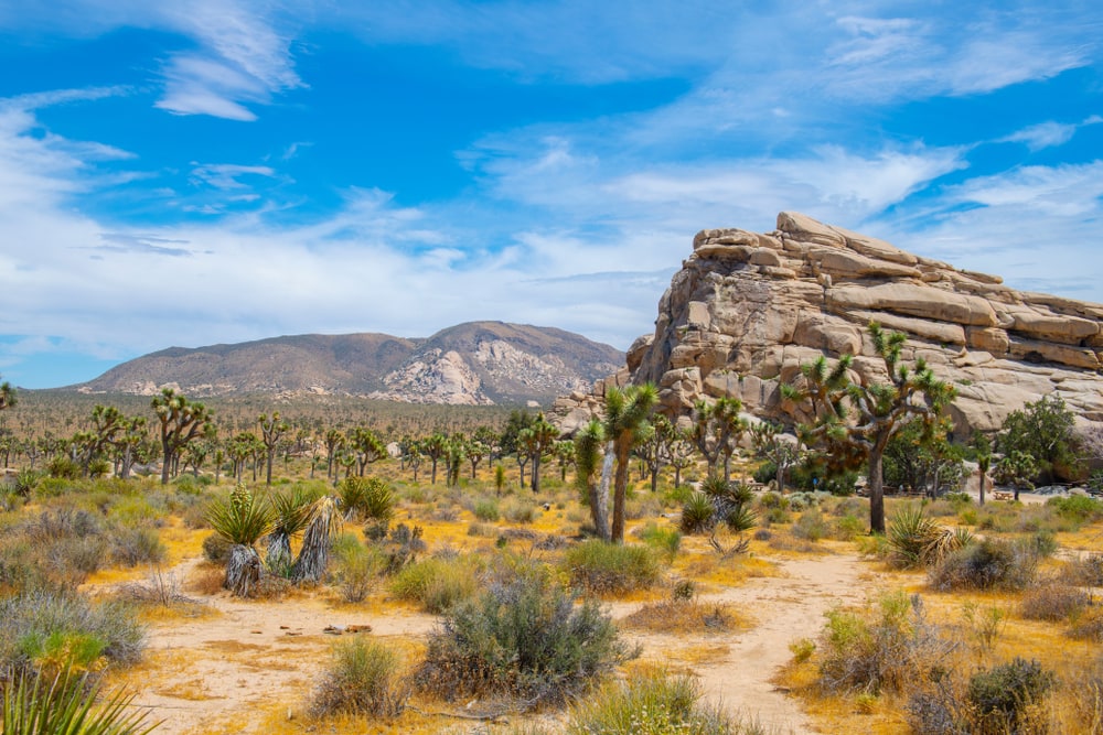 Joshua Trees in Joshua Tree National Park California CA, USA.