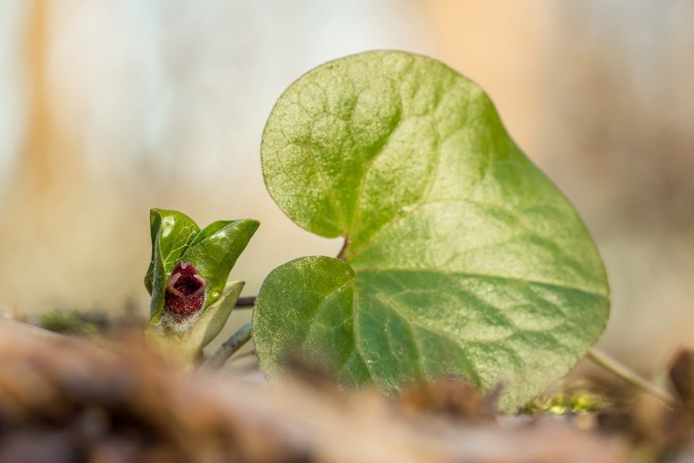 image of a reniform leaf 