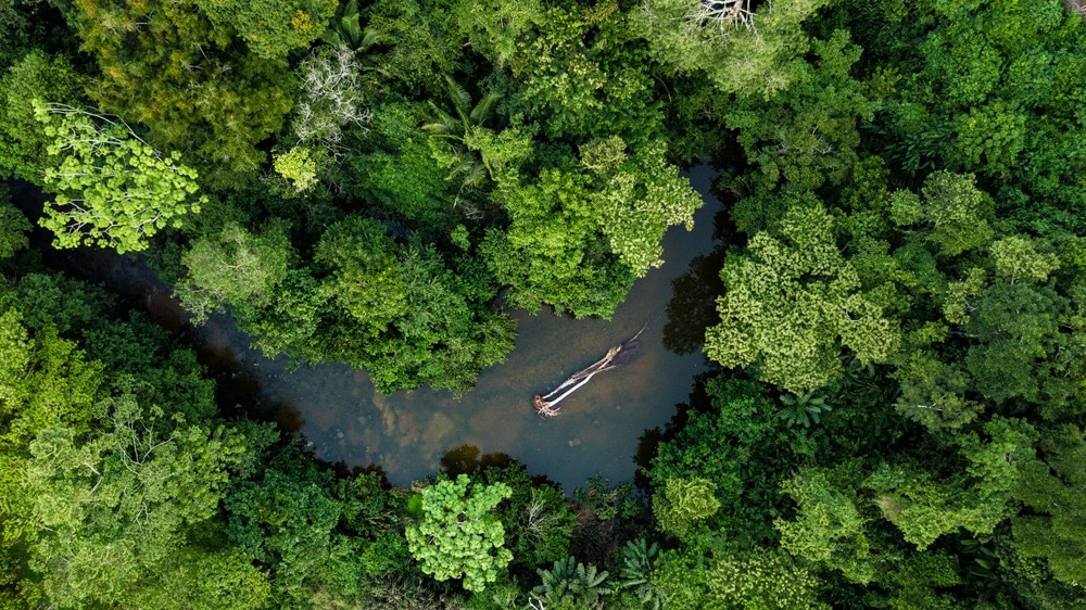 Aerial photo of the Amazon Rainforest  ecosytem jungle in Peru