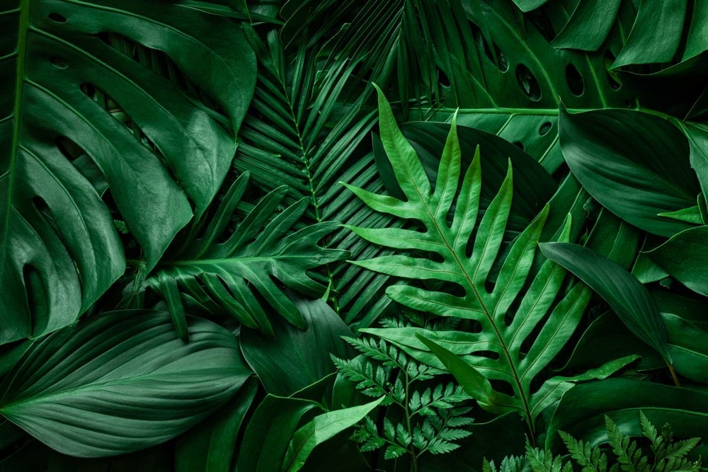 close up image of fern leaves