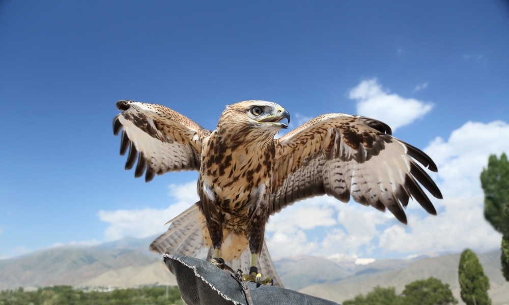 A falcon species opening its wings ready to fly