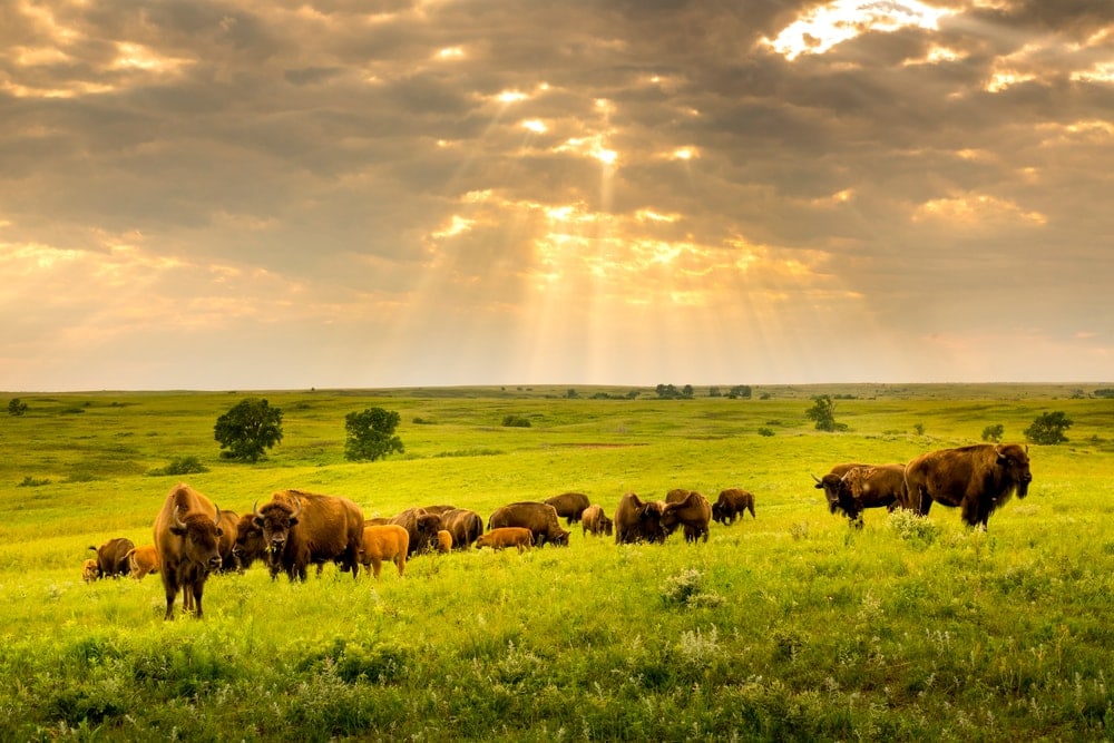 American Bison wander in the grassland ecosystem at Kansas Maxwell Prairie Preserve.