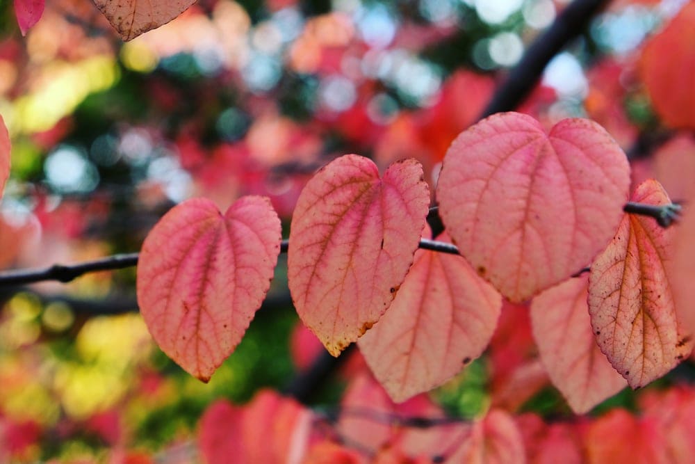 pink cordate leaves of katsura tree during autumn