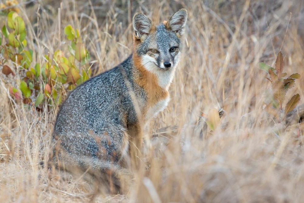 An image of island fox in channel islands national park