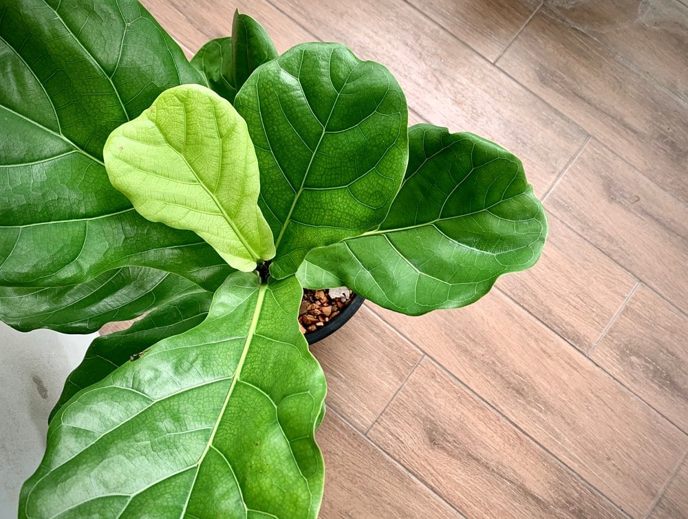 lyrate leaf pattern of ficus lyrata or fiddle leaf fig