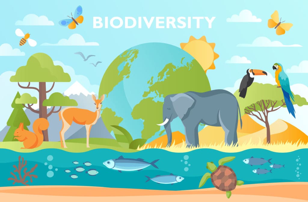 image representation of a biodiversity or variety of species in an ecosystem,