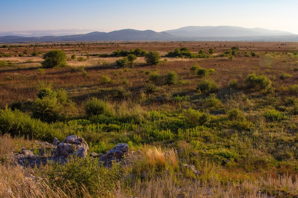 Shrubland ecosystem in with mountain view in the background