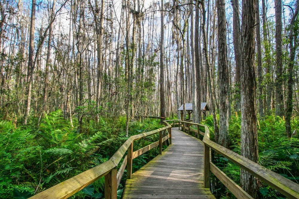 Everglades national park wood path surrounded by tall trees