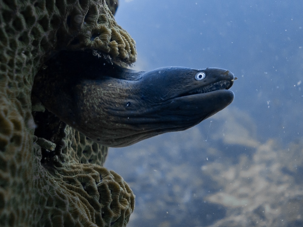 white eyed moray types of eels found in Thailand