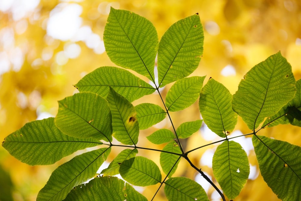 image of carta ovata or shagbark hickory with compound leaves