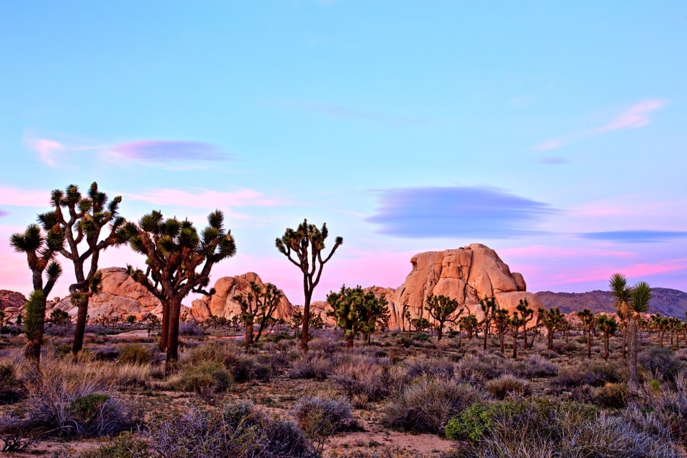 boulders and Joshua Trees at Joshua Tree National in Southern California