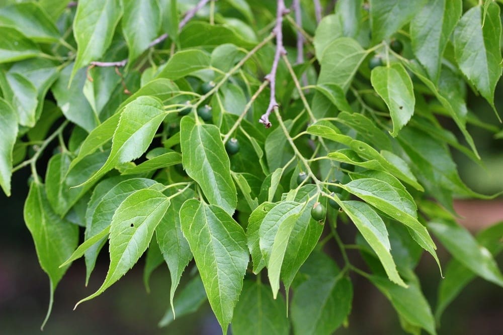 leaves from common hackberry tree, or also known as the northern hackberry, and American hackberry with oblique leaves 