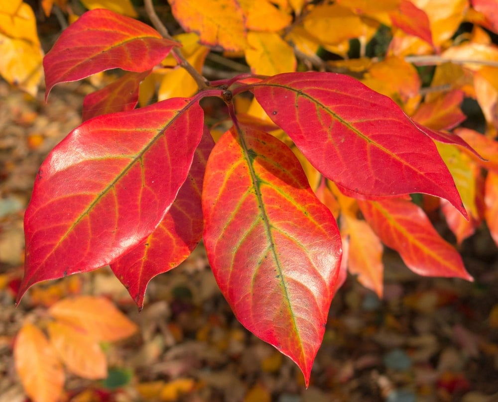 elliptical leaves of a black gum tree in autumn